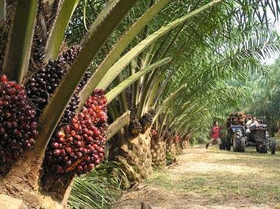 Crude palm oil, Cultivation Type : Natural