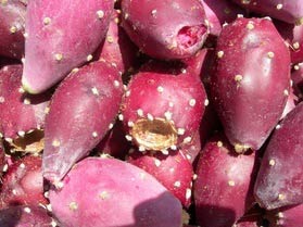 Prickly Pear Fruits