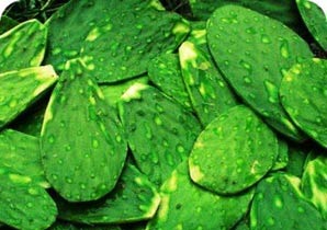 Prickly Pear Leaves