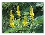 Cassia Alata Leaves