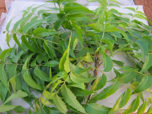 Neem Leaves (Azadirachta Indica)