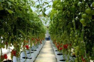 Green Isle Grow Cube, Feature : Long Functional Life