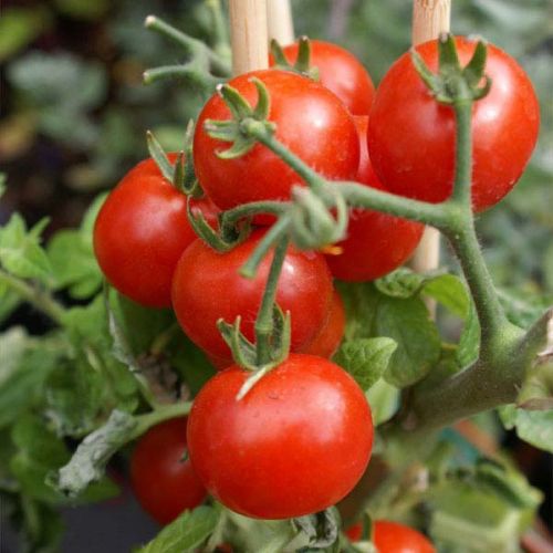 Fresh tomato, Type : Vegetable