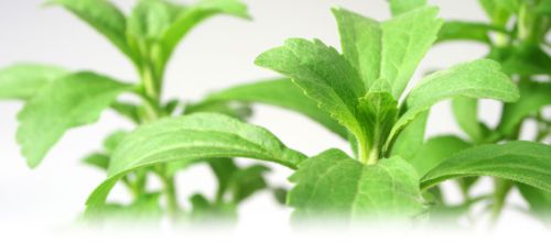 Fresh Stevia Leaves