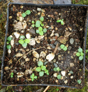 Medicinal Plant Seeds