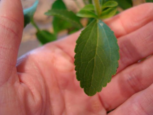 Stevia Plant