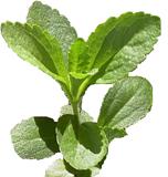 Stevia Fresh Leaves