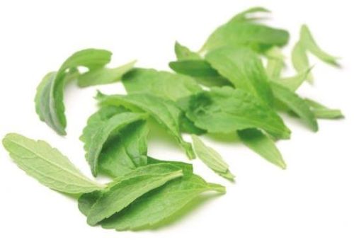 Stevia Herbaceous Plant