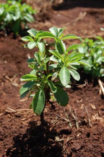 Stevia Herbal Plants