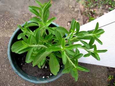 Stevia Plant