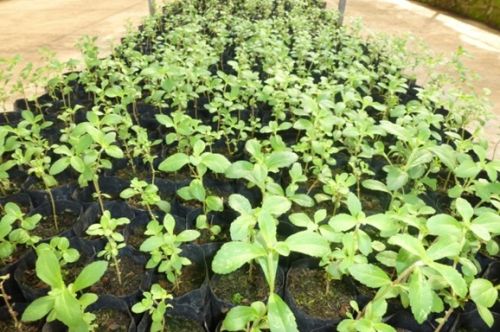 Stevia Plants