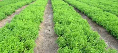 Stevia Plants