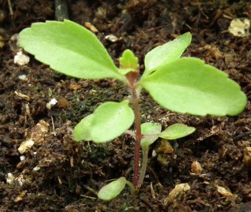 Stevia Plants