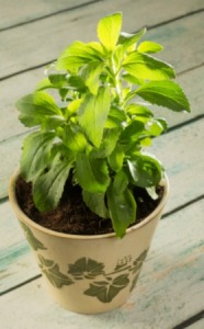 Stevia Plants