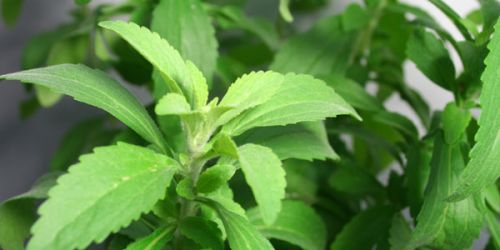 Stevia Sweeteners Herbal Plants