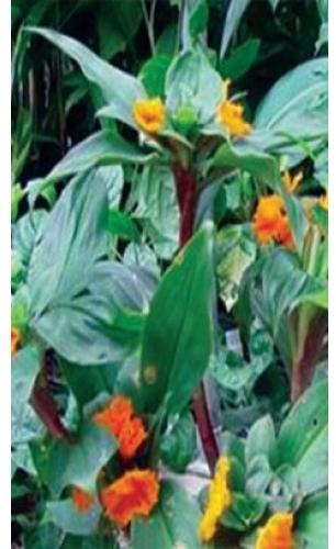 High Quality Dry Insulin Leaves