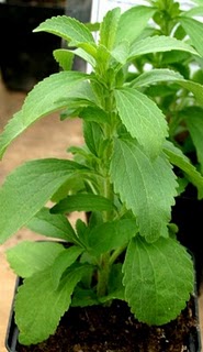 Stevia Plants