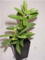 Stevia Plants