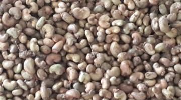 Raw Cashew Nuts, Application : Human Consumption