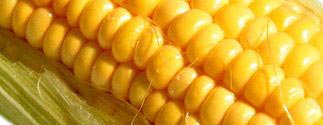 Yellow Maize