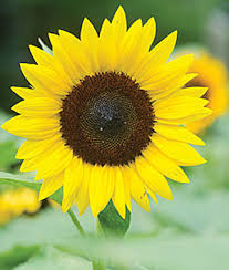 Sunflower oil, Packaging Type : golden, light yellow for food
