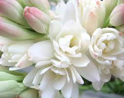 Fresh Tuberose Flowers