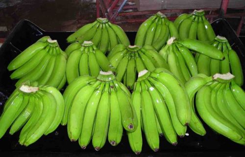 Fresh banana, Purity : 100%