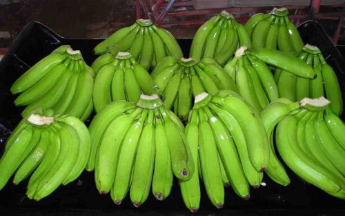 Fresh Cavendish Banana