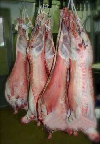 Lamb Meat