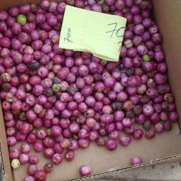 Old Man Palm (Coccothrinax Crinita) Seed