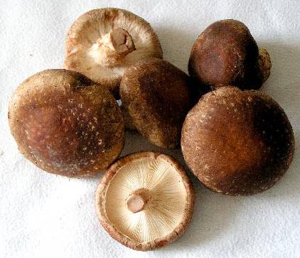 Shiitake Mushroom