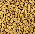 Horse Fenugreek Seed, Color : Yellow