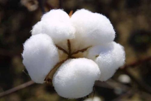 Raw Cotton Bales- Shankar-6