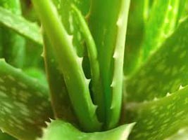 Aloe Vera Plants