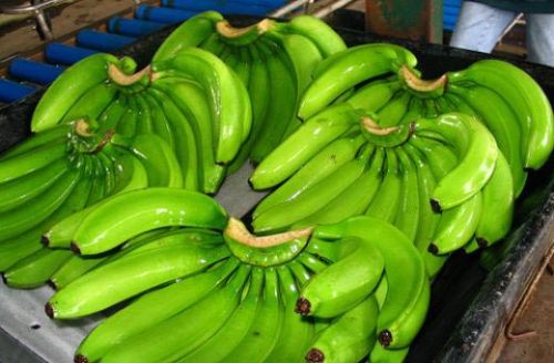 Fresh Cavendish Banana