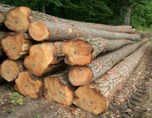 Timber Logs
