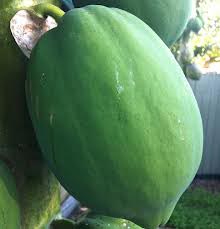 Fresh Green Papaya