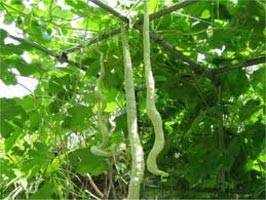 Fresh Snake Gourd