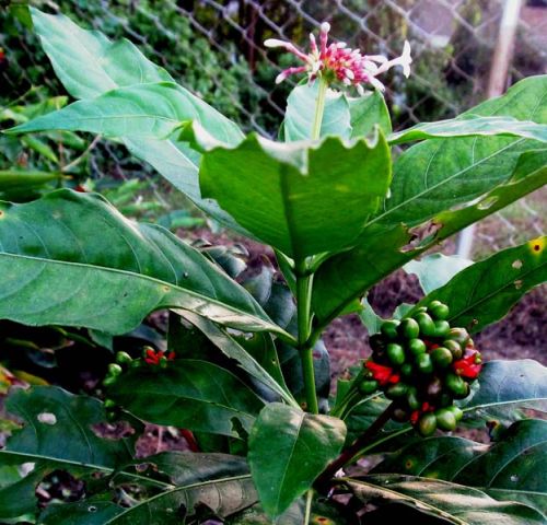 Rauvolfia Serpentina Benth Ex Plant (Sarpagandha)