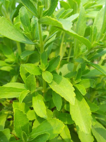 Stevia Dry Leaves