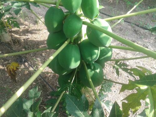 Papaya Fruit