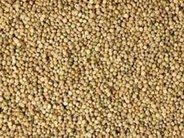 Guar Gum Seeds