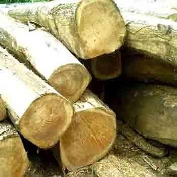 Teak Wood Logs