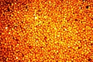 Sorghum Seeds, Packaging Size : 25Kg