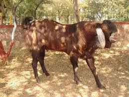 Live Sirohi Goat