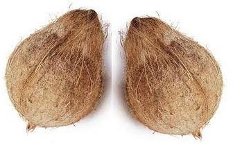 Indian Semi Husked Coconuts