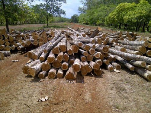 Panama Sagwan, Teak, Teak Wood Round Logs