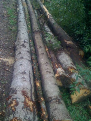 Pine Wood Logs From Ukraine