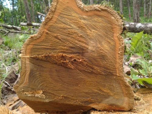 Premium Quality Teak Wood