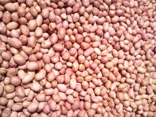 Groundnut Kernels